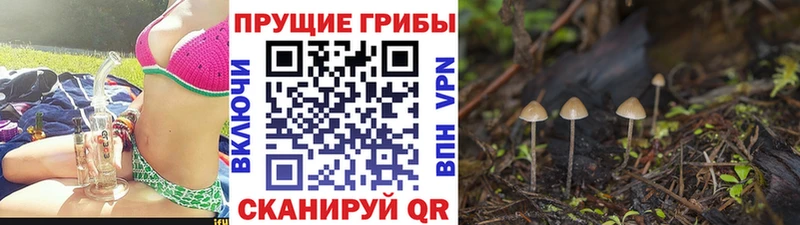 Псилоцибиновые грибы GOLDEN TEACHER  продажа наркотиков  мориарти клад  Петров Вал 